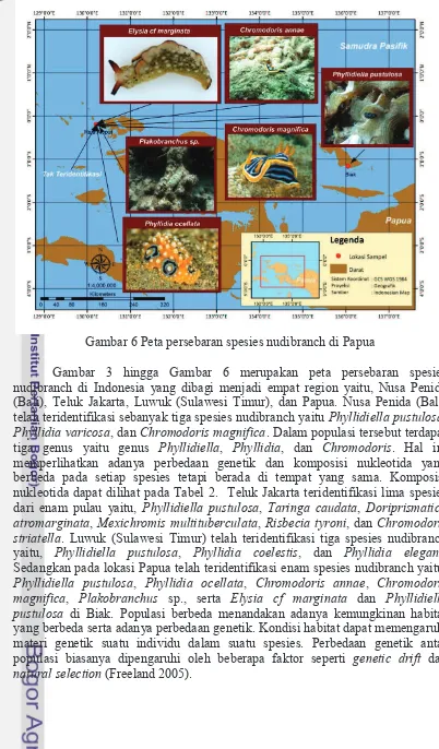 Gambar 6 Peta persebaran spesies nudibranch di Papua 