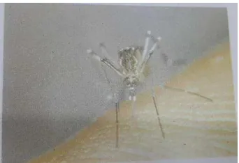 Gambar 3. Nyamuk dewasa AedesAegypti, sedang   menghisap darah manusia (Zaman, 1997) 