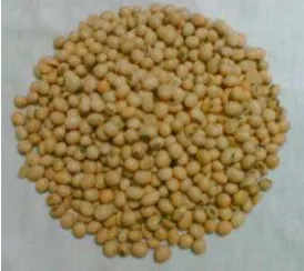 Gambar 10. Kacang kedelai varietas impor Amerika  