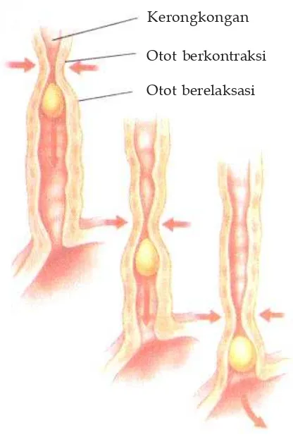 Gambar 3.6Gerak peristaltik, otot  di belakangmakanan berkontraksi mendorongmakanan ke bawah, sedangkanotot di depannya berelaksasi.