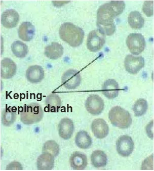 infeksi dengan meningkatkan jumlah sel-sel darah putih.Gambar 4.6Sel darah putih.Pada bagian selanjutnya kamu akan memahami bagaimana
