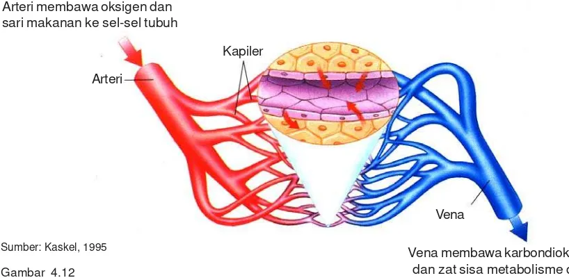 Gambar 4.12dan zat sisa metabolisme dariPembuluh arteri, vena, dan kapiler.sel-sel tubuh