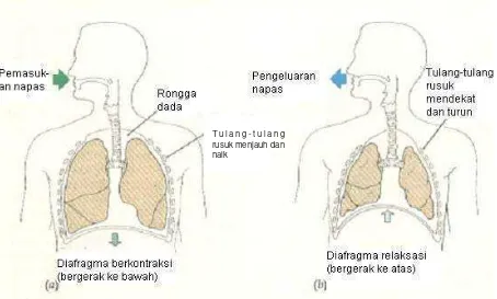 Gambar 4.3Pernapasan pada manusia:(a) inspirasi, (b) ekspirasi.