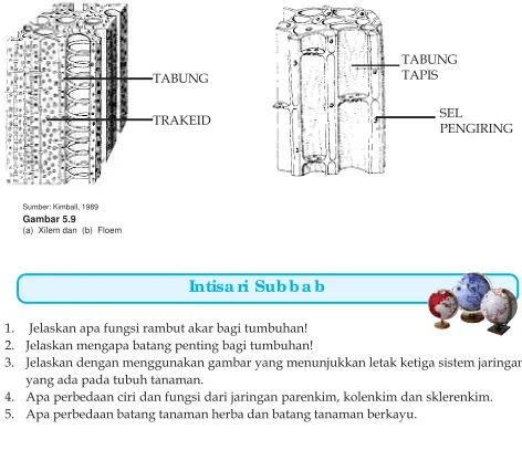 Gambar 5.9(a)  Xilem dan  (b)  Floem