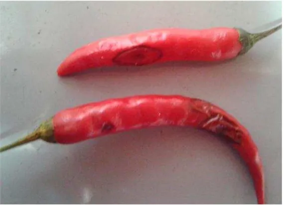 Gambar 1. Gejala penyakit antraknosa pada buah cabai merah.
