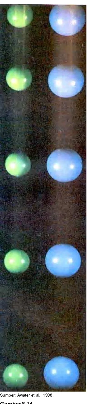 Gambar 8.14Seperti ditunjukkan foto ini, percepatansebuah benda jatuh tidak dipengaruhi olehmassa benda itu
