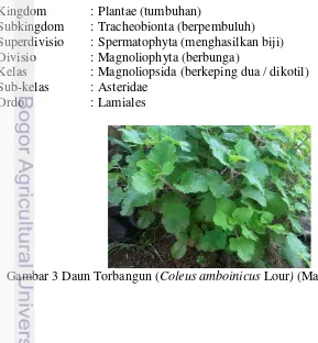 Gambar 3 Daun Torbangun ( Coleus amboinicus Lour) (Mahmud et al. 1990) 