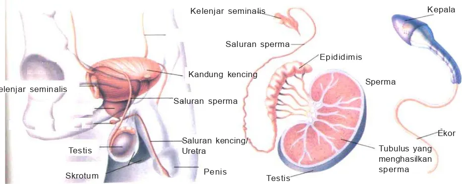 Gambar 2.1Alat-alat pada sistem reproduksi pria.