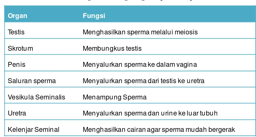 Tabel 2.1Susunan  organ dan fungsi organ reproduksi pria
