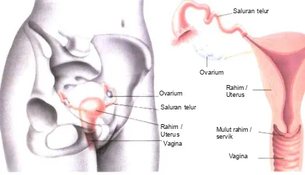 Gambar 2.2Sumber: Sumber : Daniel Lucy, 1995Alat-alat pada sistem reproduksi wanita.