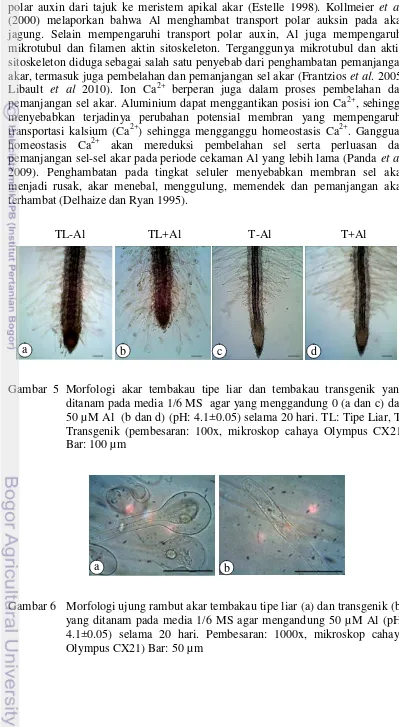 Gambar 6   Morfologi ujung rambut akar tembakau tipe liar (a) dan transgenik (b)  yang ditanam pada media 1/6 MS agar mengandung 50 µM Al (pH: 4.1±0.05) selama 20 hari