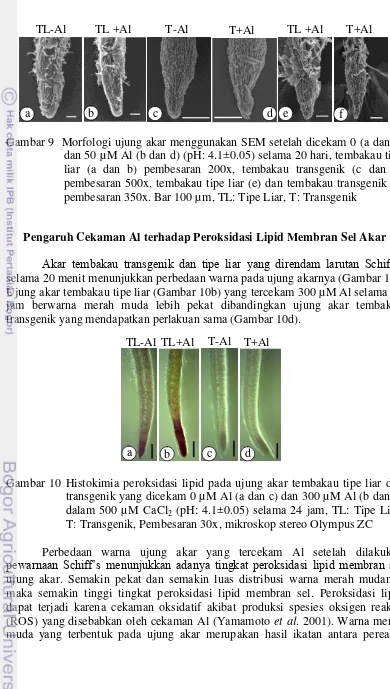 Gambar 9  Morfologi ujung akar menggunakan SEM setelah dicekam 0 (a dan c) 
