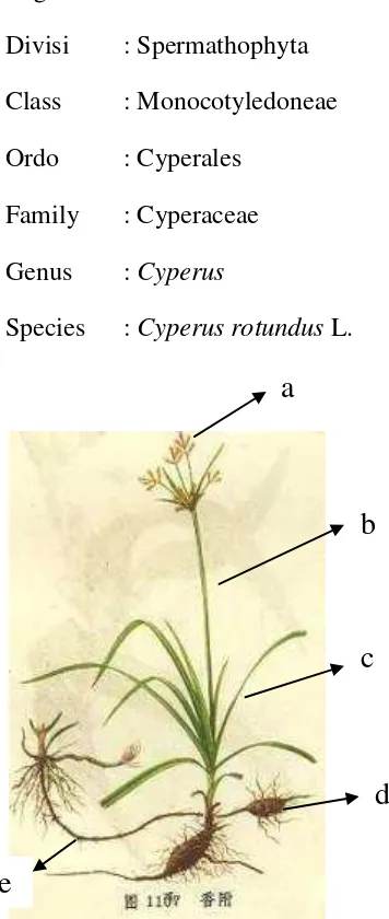 Gambar 1. Rumput Teki (Cyperus rotundus L), a. Bunga rumput teki,    b. Batang, c. Daun, d