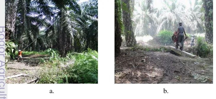 Gambar 4 Proses pemanenan kelapa sawit, a). Penurunan buah dengan 