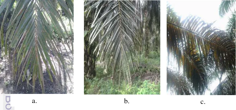 Gambar 8 Gejala defisiensi hara, a). Gejala defisiensi K, b). Gejala defisiensi B, 