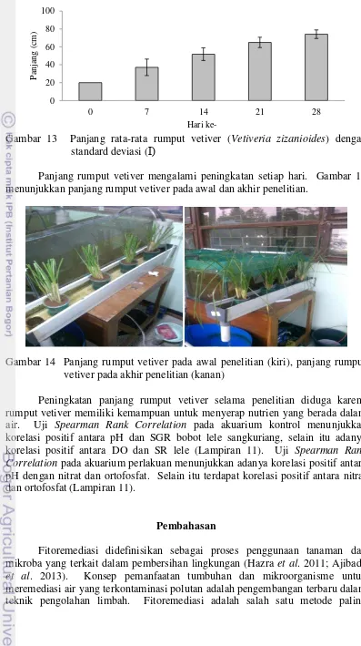 Gambar 13  Panjang rata-rata rumput vetiver (Vetiveria zizanioides) dengan 