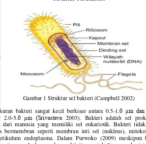 Gambar 1 Struktur sel bakteri (Campbell 2002) 