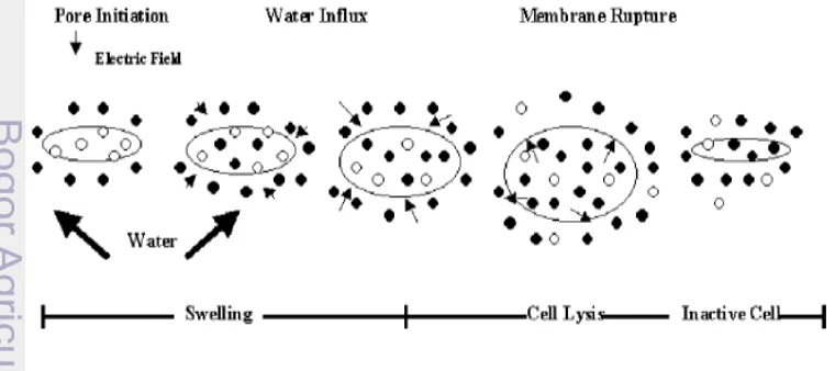 Gambar 2  Diagram Perusakan Membran Sel (a) Membran sel dengan tegangan 