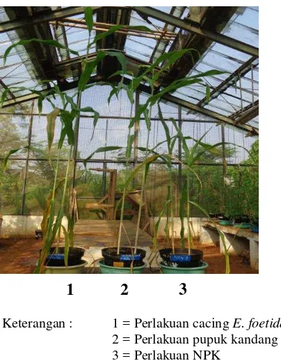Gambar 3 Pengaruh Cacing E. foetida, pupuk kandang dan NPK terhadap Pertumbuhan tanaman Sorghum bicolor 
