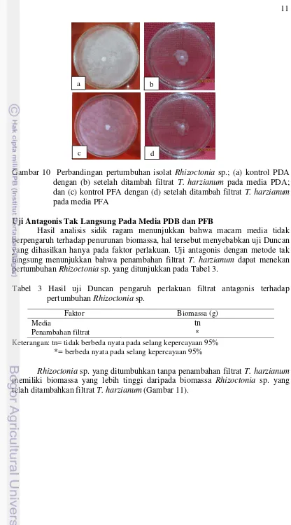 Gambar 10  Perbandingan pertumbuhan isolat Rhizoctonia sp.; (a) kontrol PDA 