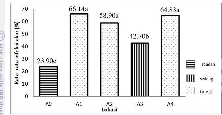 Gambar 6 Grafik persen infeksi akar pada tanaman jabon (Anthocephalus 