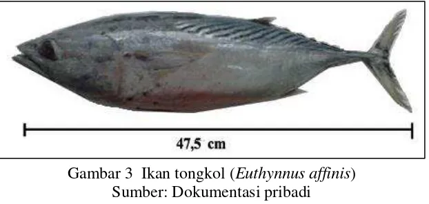 Gambar 3  Ikan tongkol (Euthynnus affinis) 