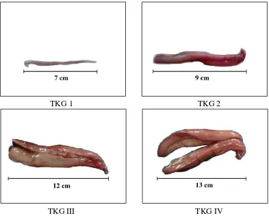 Tabel 2  Nisbah kelamin ikan tongkol (Euthynnus affinis) 