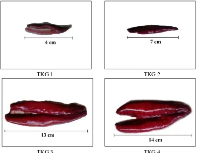 Gambar 8  Struktur morfologis gonad ikan tongkol (Euthynnus affinis) betina  