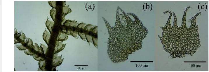 Gambar 4 Lepidozia borneensis: (a) bentuk perawakan, (b) daun lateral, dan (c) 