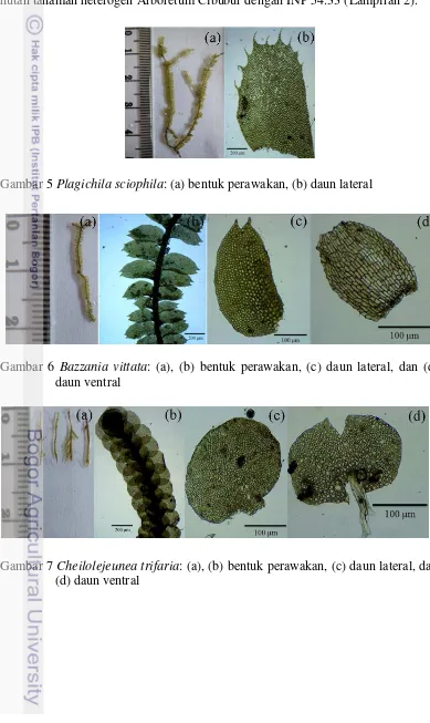 Gambar 5 Plagichila sciophila: (a) bentuk perawakan, (b) daun lateral 