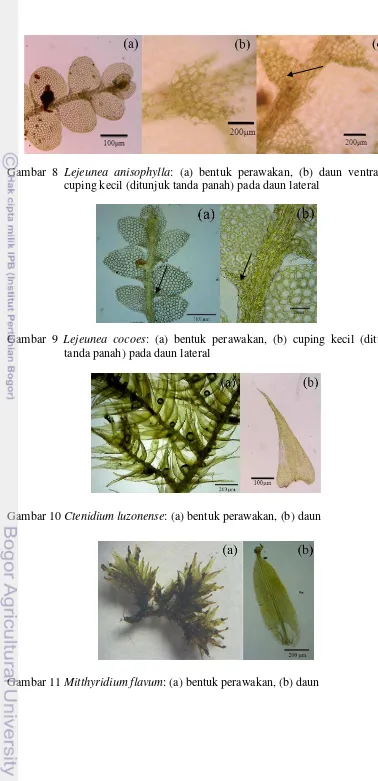 Gambar 8 Lejeunea anisophylla: (a) bentuk perawakan, (b) daun ventral, (c) 
