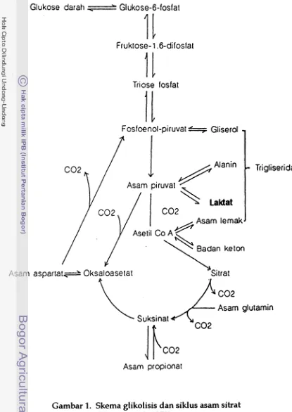Gambar 1. Skema glikolisis dan siklus asam sitrat 