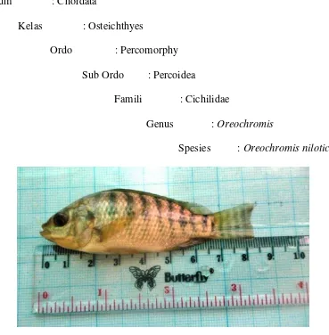 Gambar 2. Ikan Nila (Oreochromis niloticus) Sumber : Penelitian, 2015. 