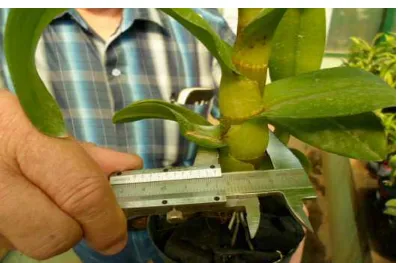 Gambar 5. Batang anggrek Dendrobium 