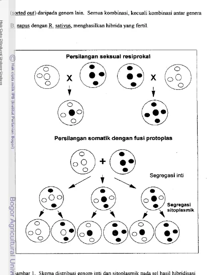 Gambar 1. Skema distribusi genom inti dan sitoplasmik pada sel hasil hibridisasi 