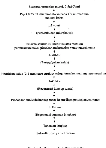 Gambar 3. Diagram alir kuitur protoplas 