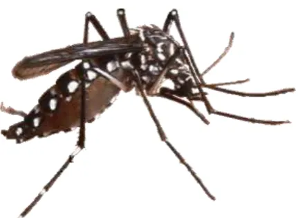 Gambar 4. Nyamuk Aedes aegypti 