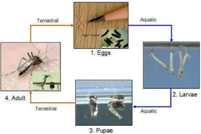 Gambar 7. Siklus perkembangan nyamuk Aedes aegypti          (CDC, 2012) 
