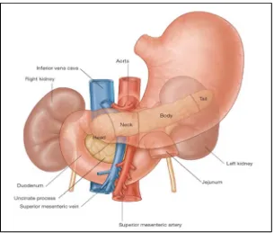 Gambar 2.4. Posisi Anatomis Pankreas (Drake et al., 2007) 
