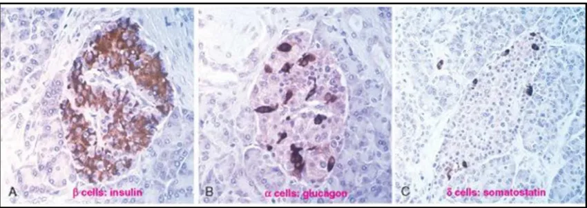 Gambar 2.6. Sel �, sel � dan sel � pada pewarnaan imunoperoksidase 