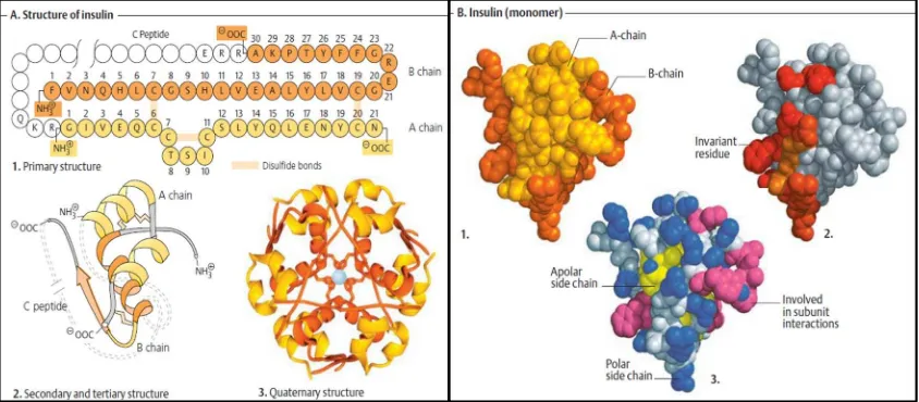 Gambar 2.7. A. Struktur insulin; B. Insulin 3 Dimensi (Koolman & 