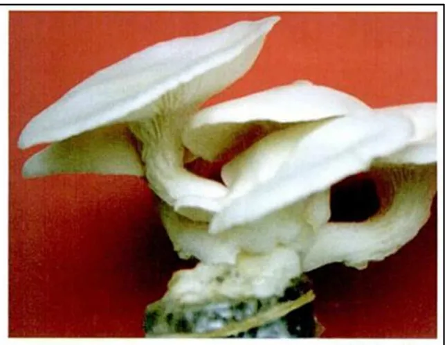 Gambar 2.8. Jamur tiram putih (Pleurotus ostreatus) (Gunawan, 2008) 
