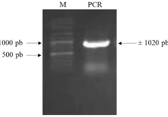 Gambar 6 Peta konstruksi plasmid pC13-35S-Intron-Sma 