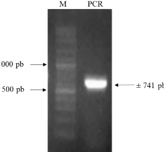 Gambar 8 Hasil verifikasi koloni yang membawa plasmid pC13-35S-Intron-Sma. Koloni No. 4 positif membawa plasmid pC13-35S-Intron-Sma (M= penanda 1000 pb DNA ladder; K(-)= kontrol negatif)  