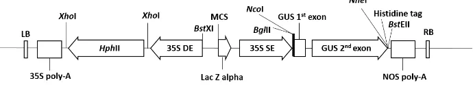 Gambar 1 Struktur dasar T-DNA plasmid pCambia 1301 