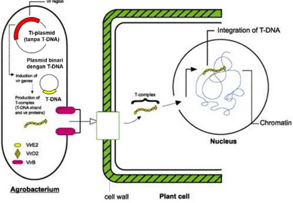 Gambar 3 Mekanisme transfer daerah T-DNA dari plasmid Ti Agrobacterium tumefaciens ke dalam kromosom tanaman (Filchkin dan Gelvin 1993) 