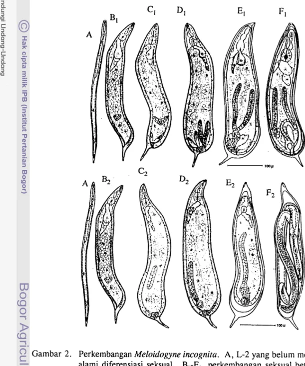 Gambar  2.  Perkembangan  Meloidogyne incognita.  A, L-2 yang belum  meng-  alami  diferensiasi  seksual