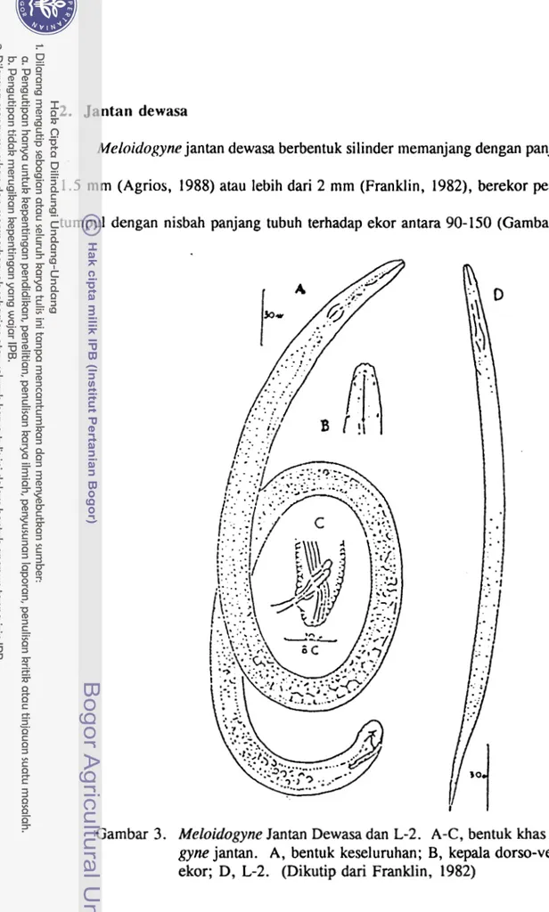 Gambar  3.  Meloidogyne Jantan Dewasa dan  L-2.  A-C, bentuk khas Meloido-  gyne  jantan