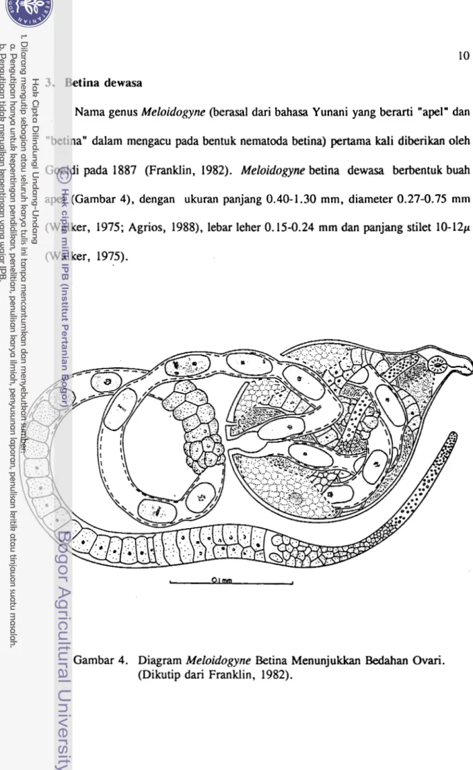 Gambar 4.  Diagram  Meloidogyne  Betina  Menunjukkan Bedahan  Ovari.  (Dikutip dari Franklin,  1982)