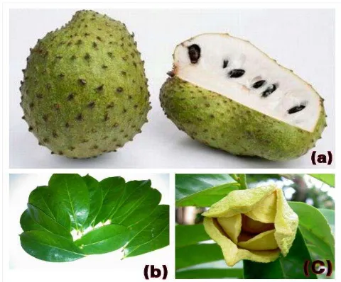 Gambar 1. (a) Buah sirsak , (b) Daun sirsak , (c) Bunga sirsak (Redaksi Trubus, 2012) 